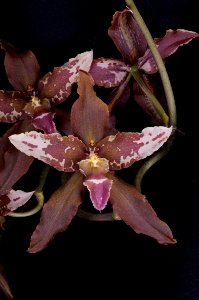 Brassochilum Rustic Goliath Pacific Palisades HCC/AOS 75 pts.